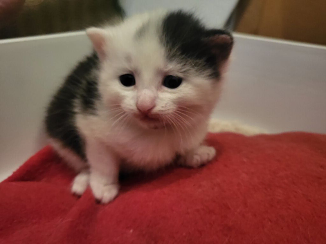 Beautiful kittens