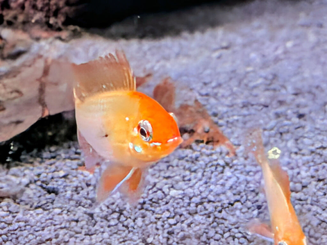 Golden Rams &pound;4 each or 3 for &pound;10