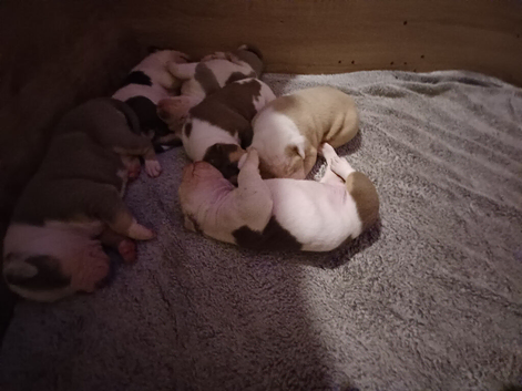 American Bulldog puppies for sale