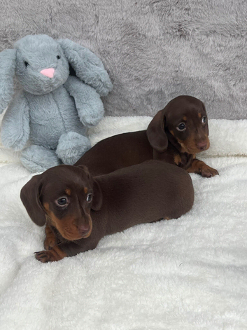 4 beautiful miniature Dachshund