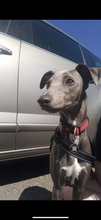 Beautiful blue kc registered whippet up for stud