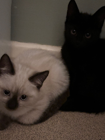 ragdoll mixed with bombay kittens