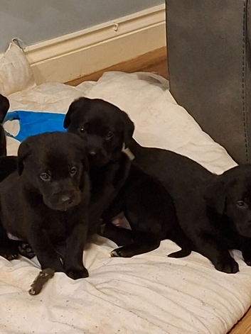 KC registered black labrador pups