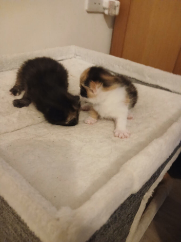 Kittens