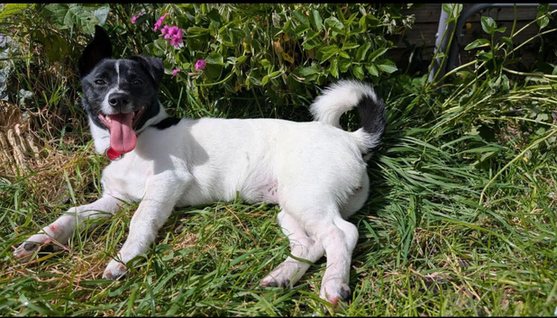 Jack russel girl vixie 7 half months