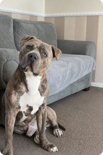 Zino is wanting his forever home