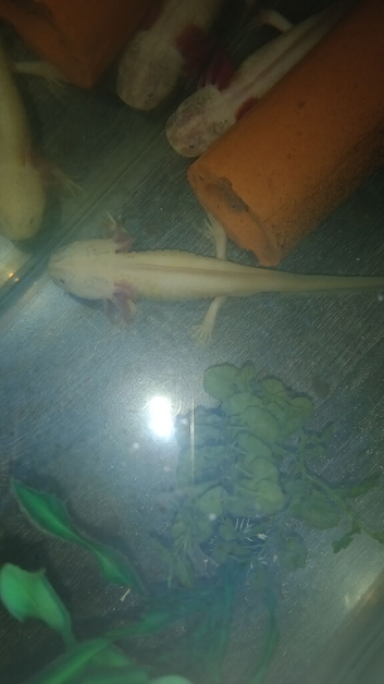 Male axolotl