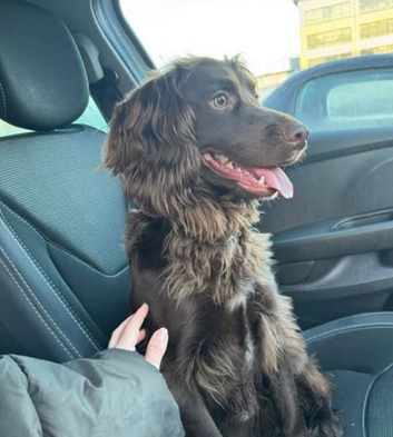 20 month old cocker spaniel George