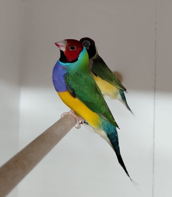 GOULDIAN FINCHES