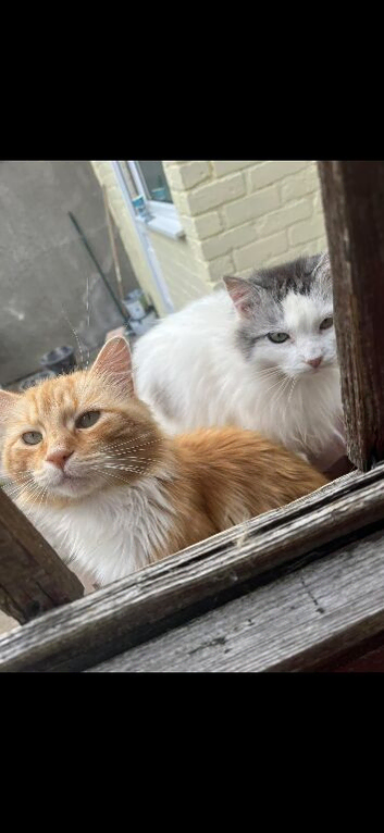 2 elderly cats need loving home