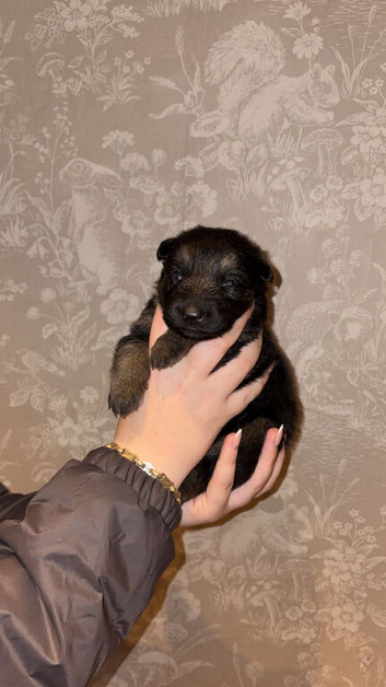 German shepherd pups for sale