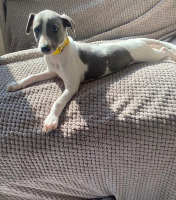 Exceptional whippet puppies best of the best