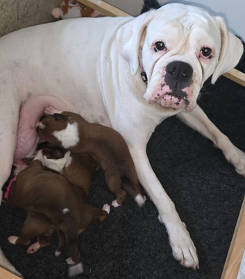 Beautiful red and white boxer puppies