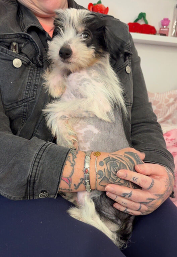 2 Chinese crested puppies