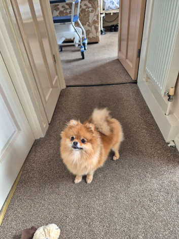 Pomeranian girl 17months