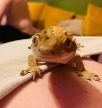 Female egg laying harlequin crested gecko with bio active plant growing cleaning crew envirotank