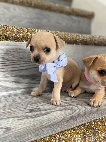 Chihuahua puppies 1 boy left