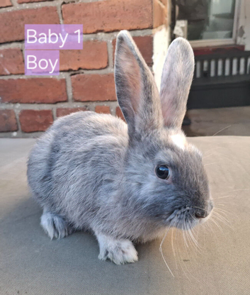 Baby rabbits