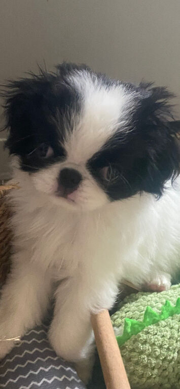 Beautiful Japanese chin puppies last puppy