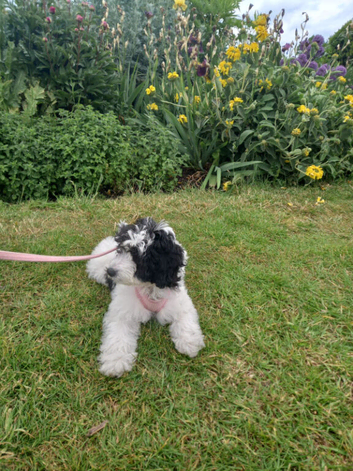 4 month old Millie Moo