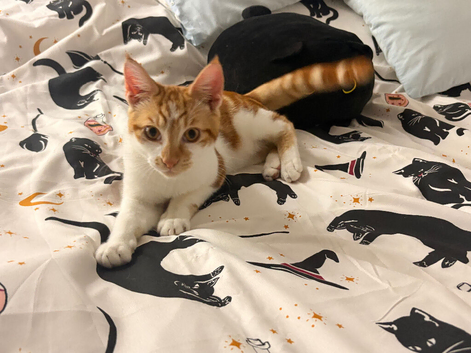 6 month old ginger kitten