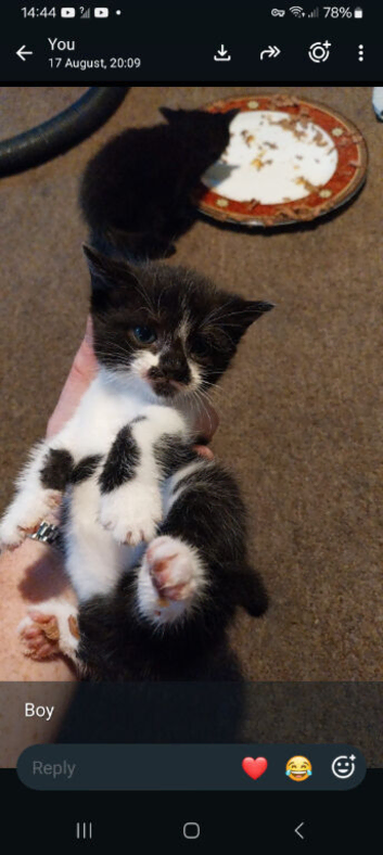 1 Beautiful Boy Kitten