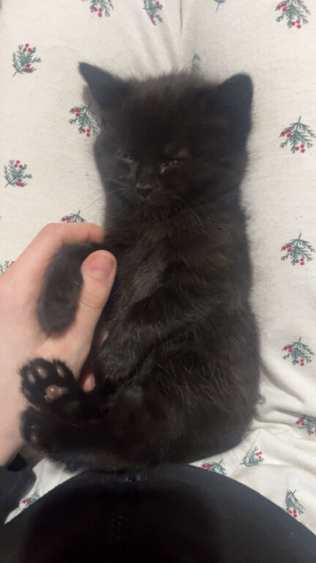 3 kittens