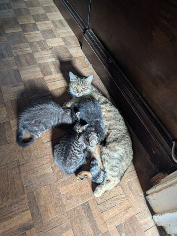2 KITTENS FOR £50 READY TO LEAVE NOW MUST GO TOGETHER!