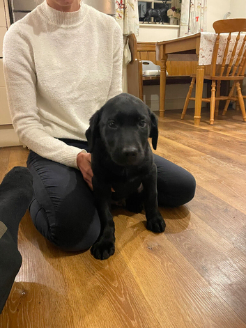 KC Lab puppy