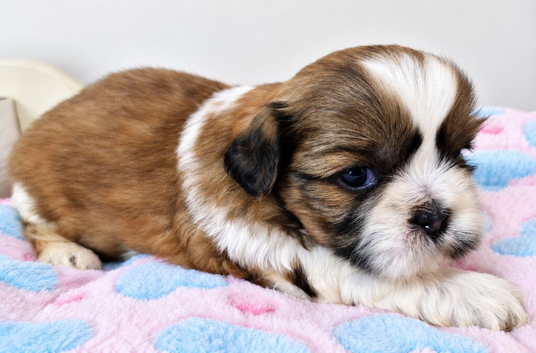 Adorable Shih Tzu Puppies &ndash; 4 Available