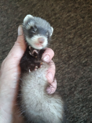Ferrets kits for sale ready now