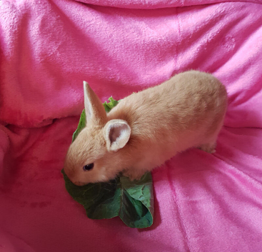 Netherland dwarf cross mini rex female baby rabbit