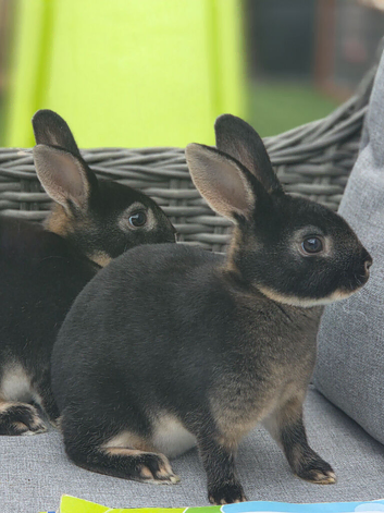 Mini rex black otter buck