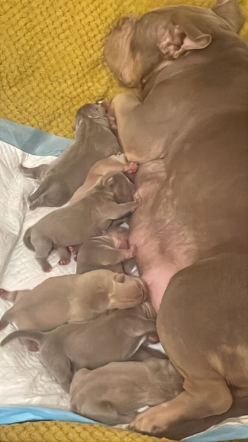 Pocket bullies