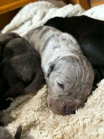 Cane corso