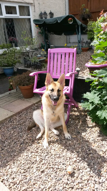 German Sheppard
