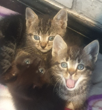 Kittens for sale &pound;100