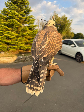 Sakers for sale