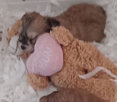 Maltese mum Yorkshire dad