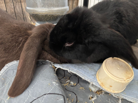 Giant french lops must stay together