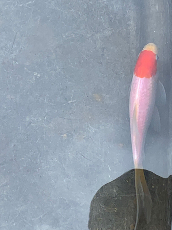 goldfish