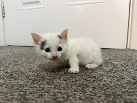 4 ginger and white kittens and 1 white with black tail