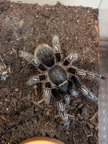 Female A. Seemani Stripe Knee / Costa Rican Zebra
