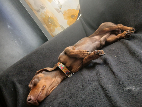 Miniature dachshund