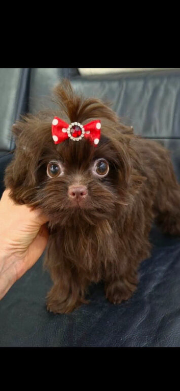4 Month Old Chocolate Yorkie Pup
