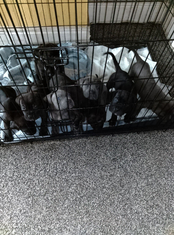Cane corso pups ready now