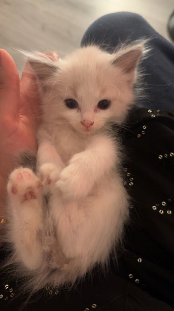 4 Ragdoll kittens - 3 boys and 1 girl
