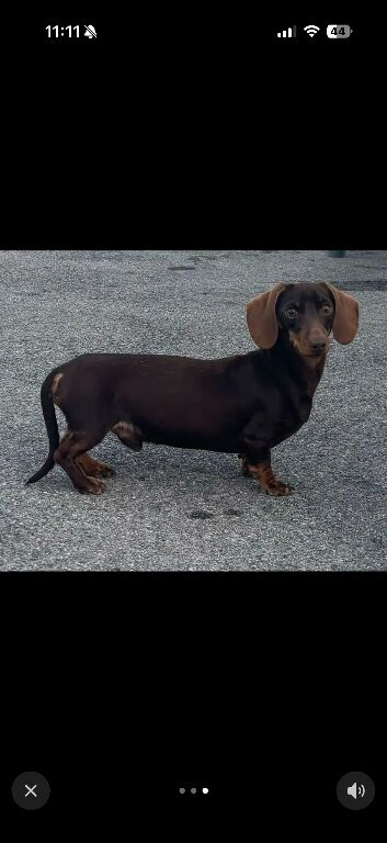 Miniature dachshund for stud