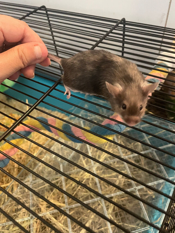 Long Haired Mice