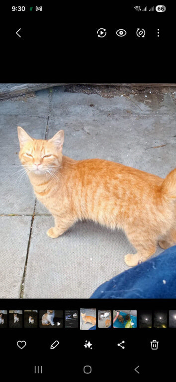 Beautiful ginger kittens